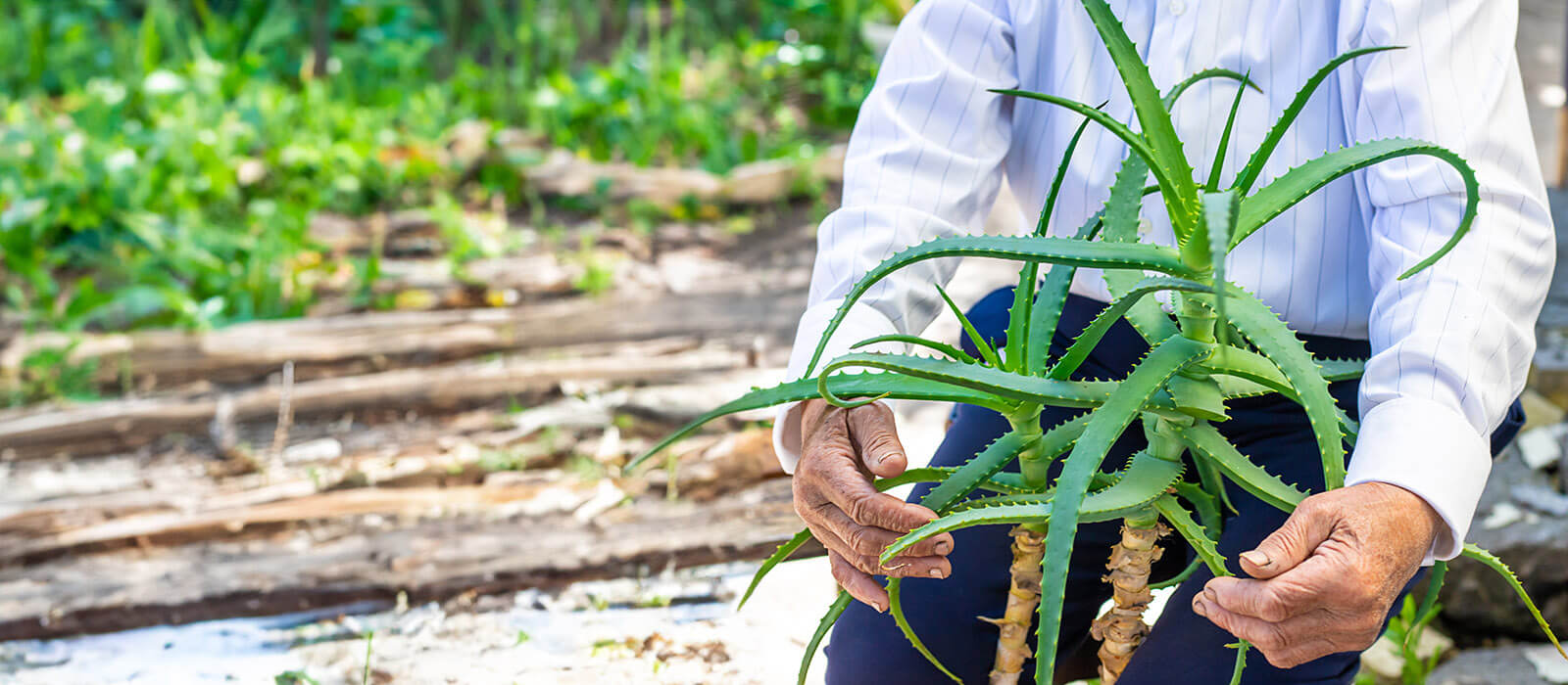 Low-Water and Drought-Resistant Plants